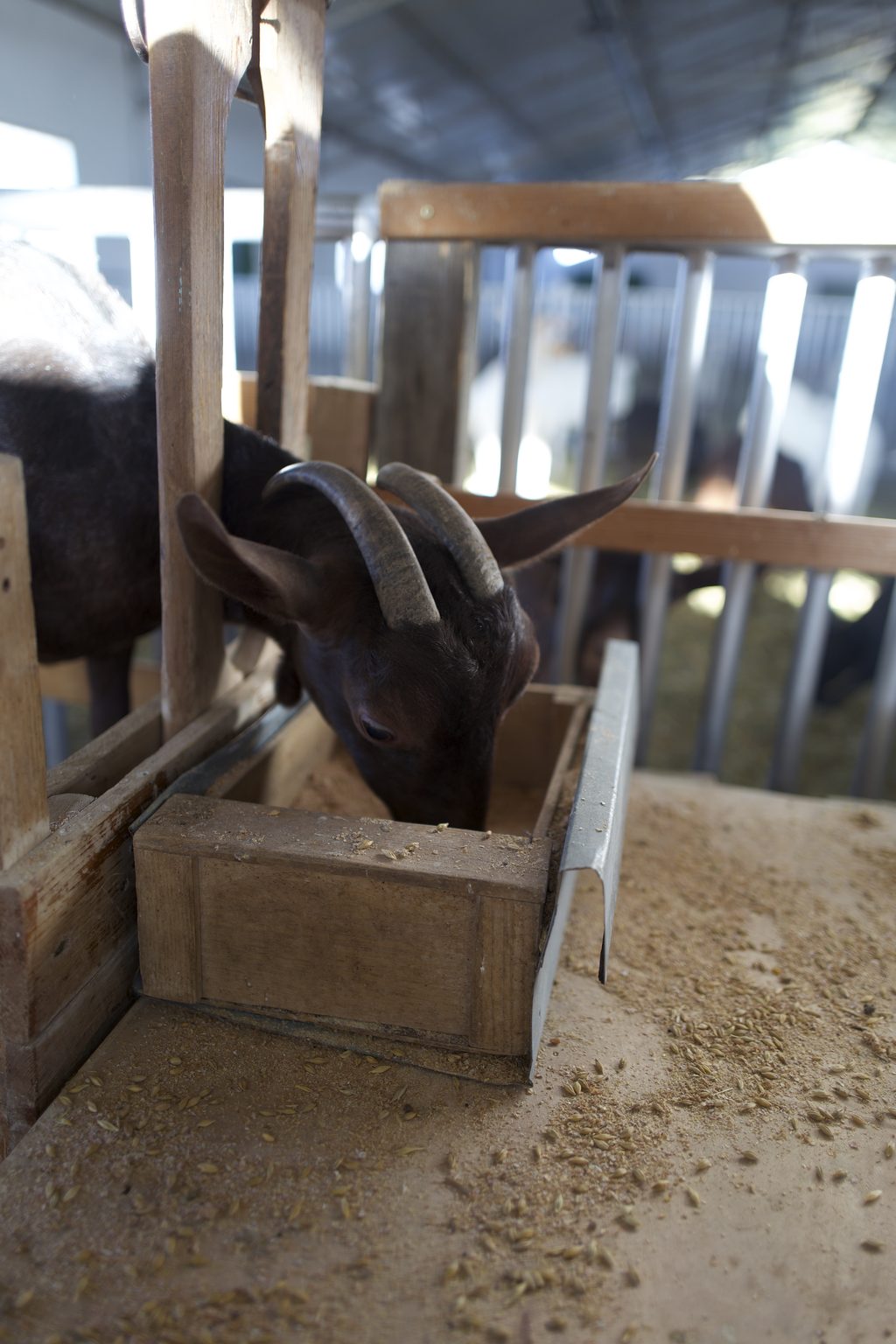 A Cabri goat at the feed trough — cereals and forage