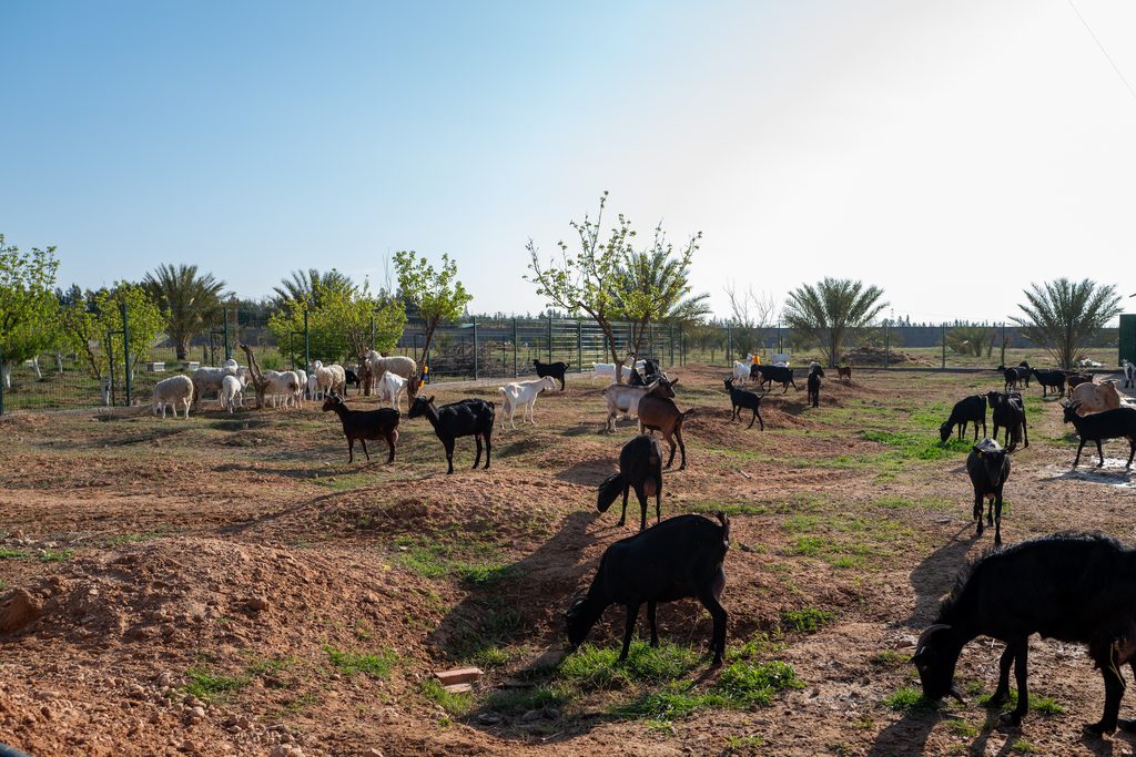 The Cabri goat herd grazing on the high plateaux of Laghouat, Algeria