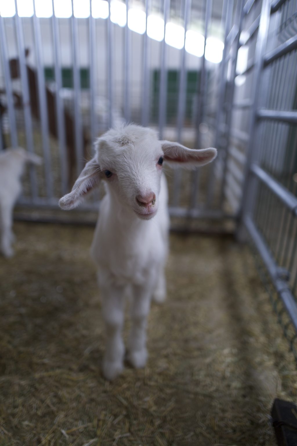 A kid born at the Cabri goat dairy in Laghouat