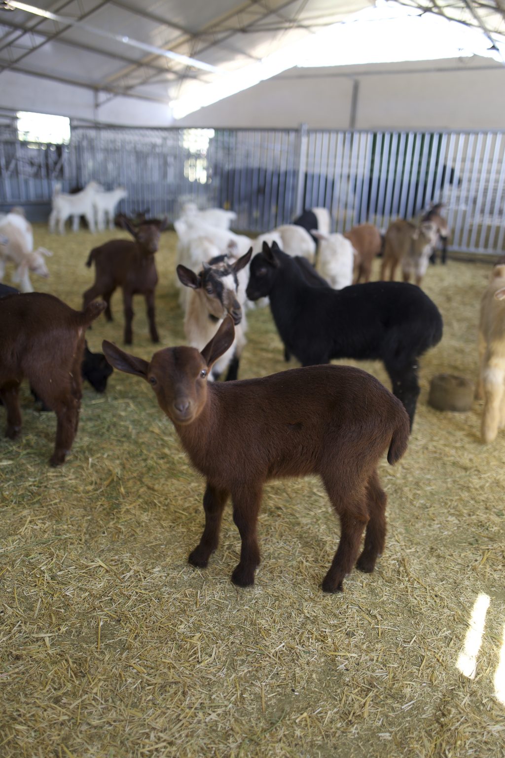 Kids in the nursery pen at the Cabri goat dairy, Laghouat