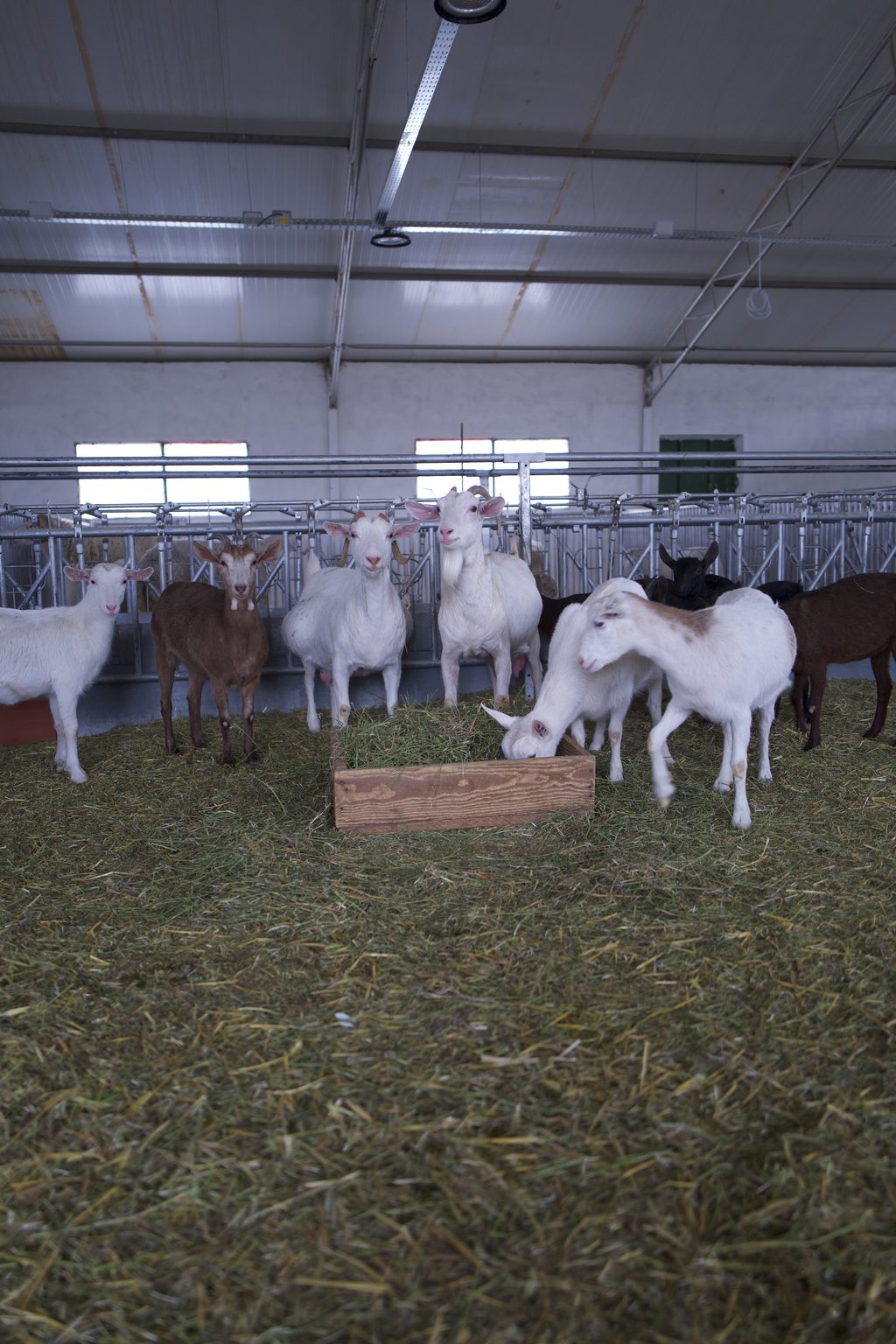 Cabri dairy goats in front of the milking parlour at the Laghouat dairy